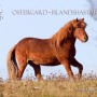 fjalladis1002