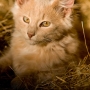 anton