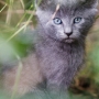 kattunge090627
