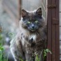 lillagra111210
