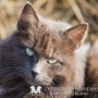 lillagra120415