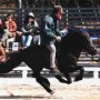 geysir_galopp