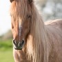 fannar100518