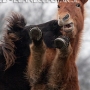 huti_snadi_stegra5