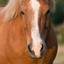 Uggi