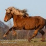 vindfaxi100411