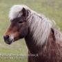 vindfaxi100504