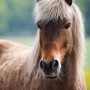 vindfaxi100521