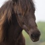 brunn120510