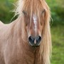fannar1008272