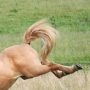 fannar110619