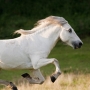 gaukur110823