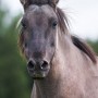 mosart1003091