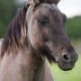 mosart100903
