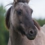 mosart1009033