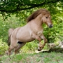 Bjartur