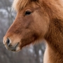 tildra_grenar