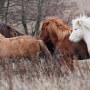 unghingstarna1126