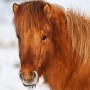 geisli1001252