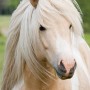 alfur1006182