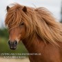 atli_galopp