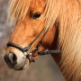 olli090411