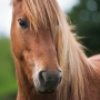 olli