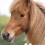 olli110503