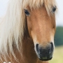 beyla1107242