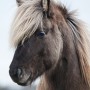 glitnir120224