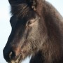 muninn120118