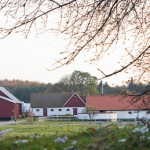 Östergård Islandshästar